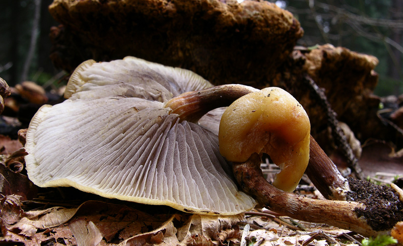 Giro in abetaia e pineta.